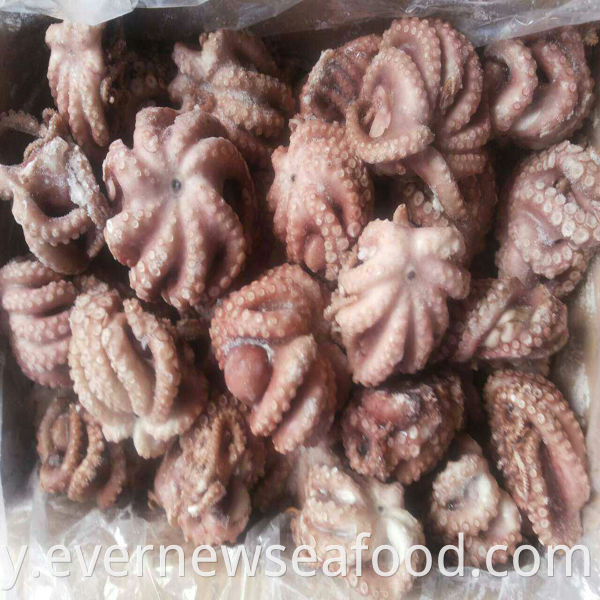 အရည်အသွေးမြင့် ရေဘဝဲလေးများ ရောင်းရန်ရှိသည်။